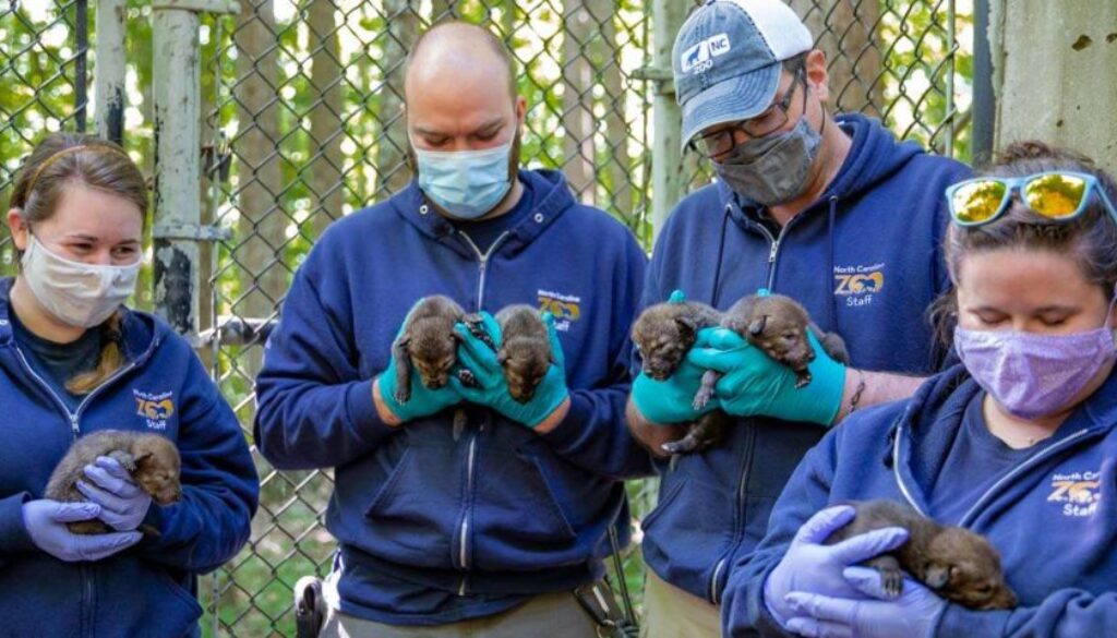 Web Size_Red Wolf Puppies_Vet_05.14.21_Photos-1976