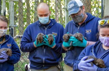 Web Size_Red Wolf Puppies_Vet_05.14.21_Photos-1976