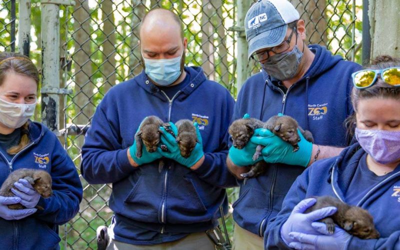 Zoo announces red wolf pup names