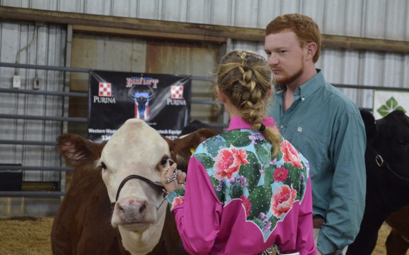 4-H Livestock show brings regional competitors to Randolph