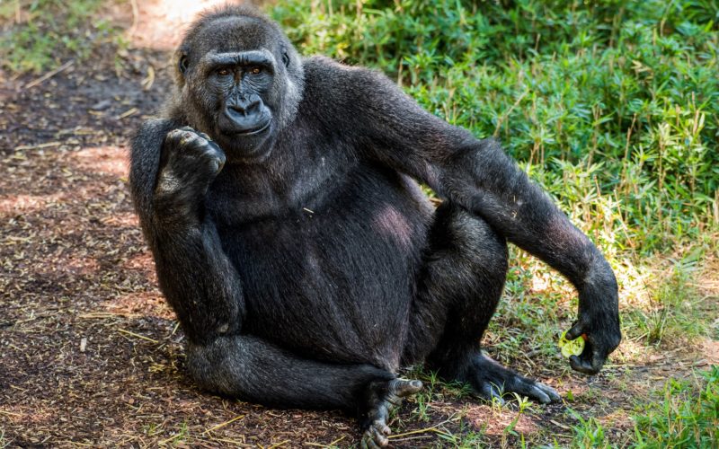 Zoo collecting cell phones … for gorillas