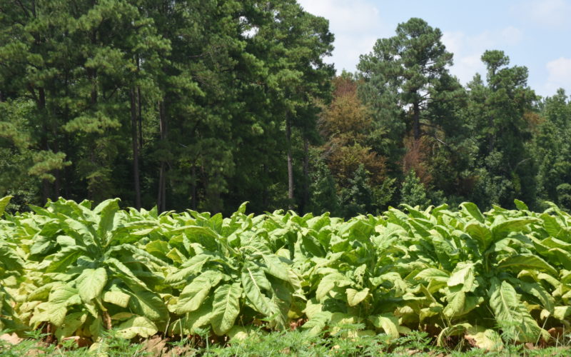 Tobacco growers will vote on research funding