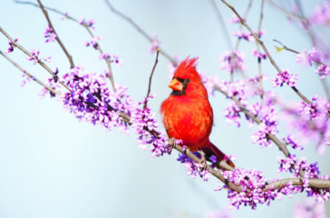 Northern Cardinal (Cardinalis cardinalis) male in Eastern Redbud