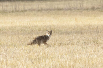 Coyote 2 MM