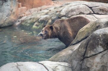 Ronan_Grizzly_Bear_2