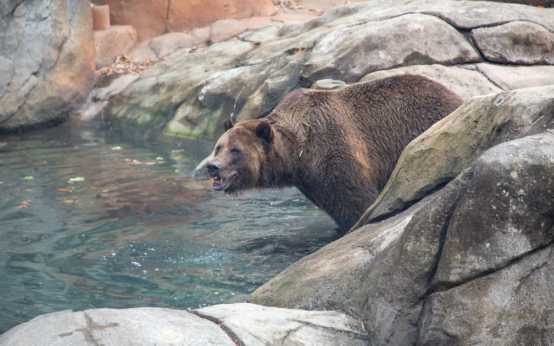 Zoo welcomes new grizzly bear