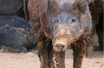 feral swine photo