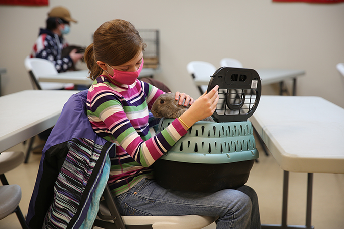 Program participant Dallyn interacts with her rabbit, Bonnie, while learning about rabbit anatomy. (LAUREN ROSE/NORTH STATE JOURNAL)