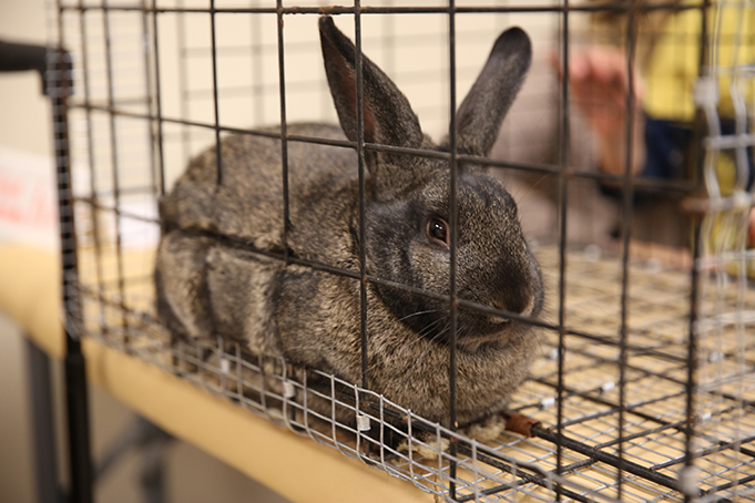 A Silver Fox meat rabbit resting in his cage. (LAUREN ROSE/NORTH STATE JOURNAL)