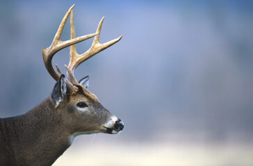 BANNER Whitetaileddeer Ken Taylor