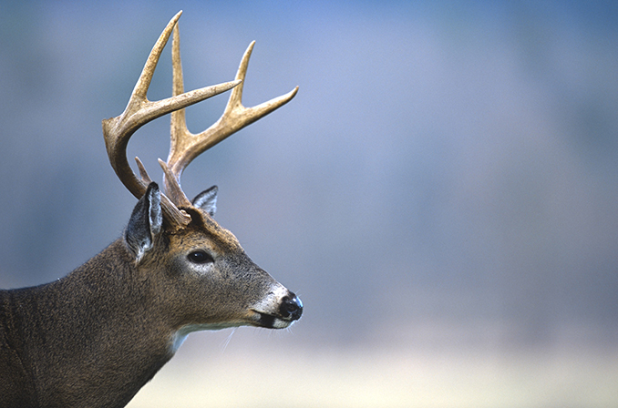 Randolph County’s deer harvest rates top in state