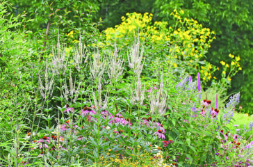Gardening - Native Plants