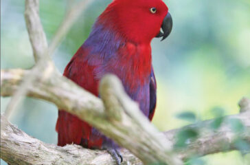 Aviary