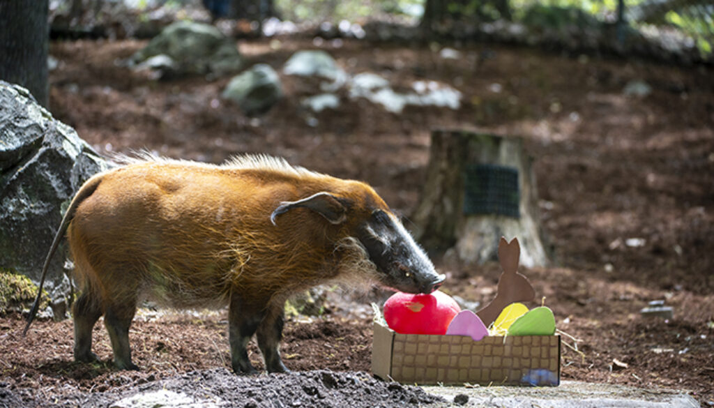 RedRiverHog