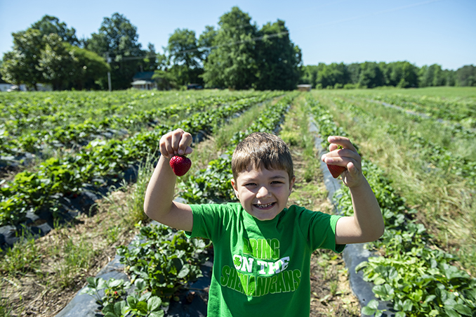 Strawberry season brings joy, strong harvest in Randolph County