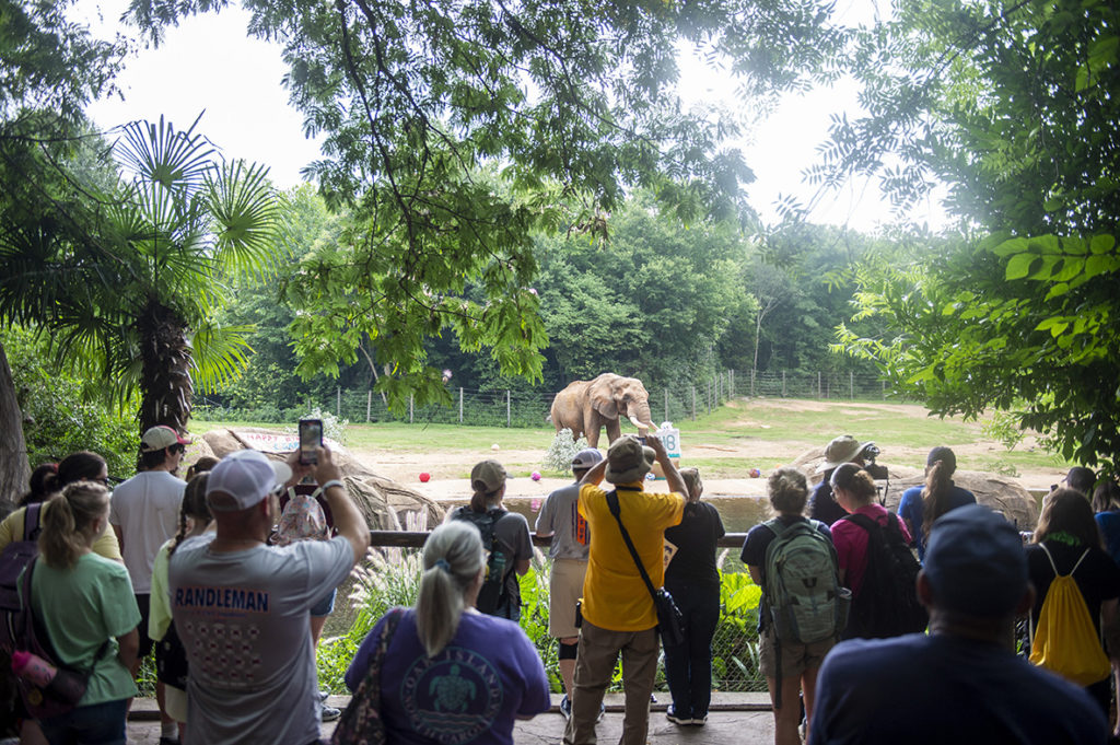 NC Zoo hits new milestone for attendance