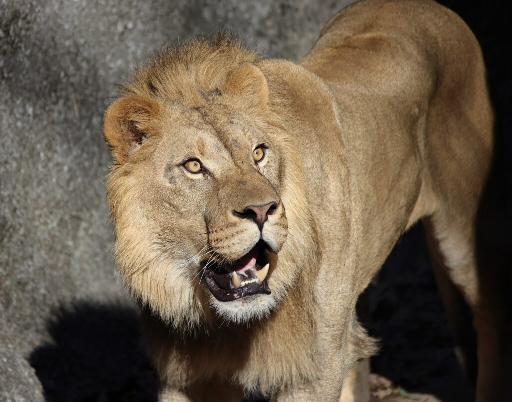 Lion adjusts to NC Zoo