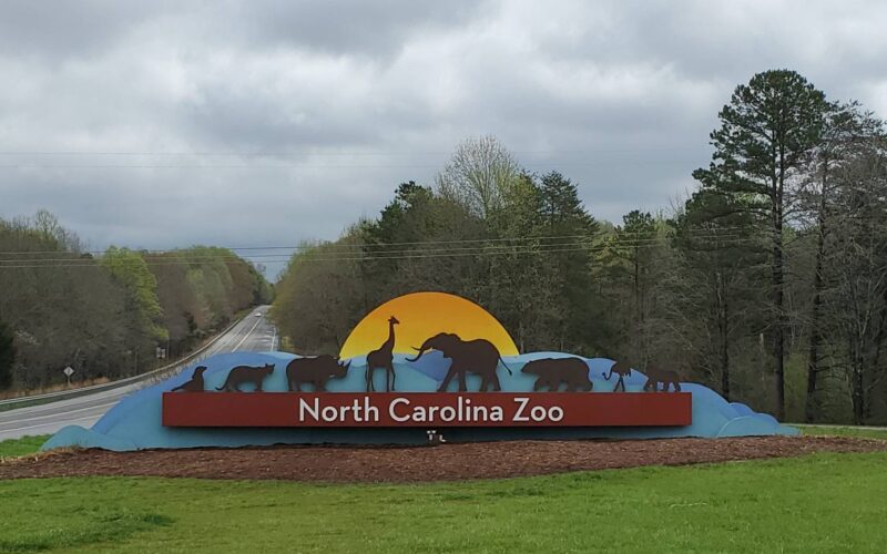 NC Zoo mourns giraffe calf Fenn
