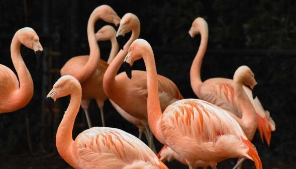 NC Zoo flamingos photo