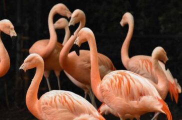 NC Zoo flamingos photo
