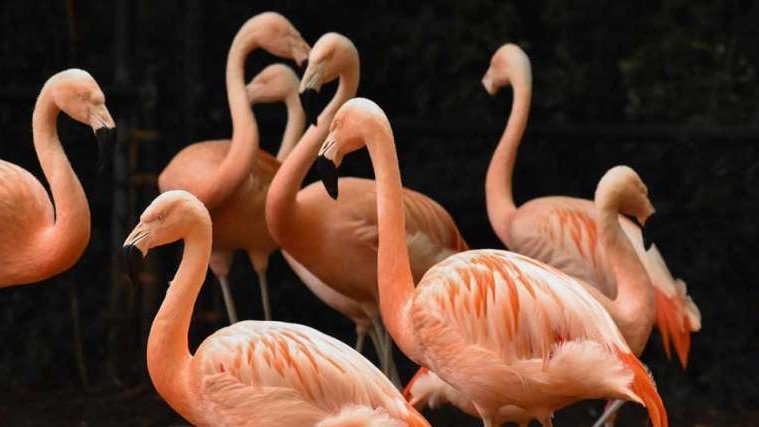 North Carolina Zoo to send flamingos to South Carolina