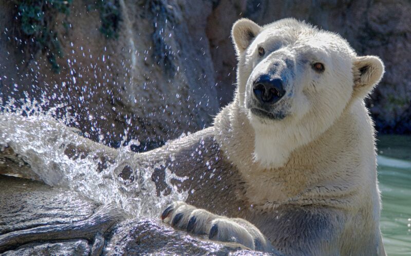 North Carolina Zoo mourns loss of polar bear Payton