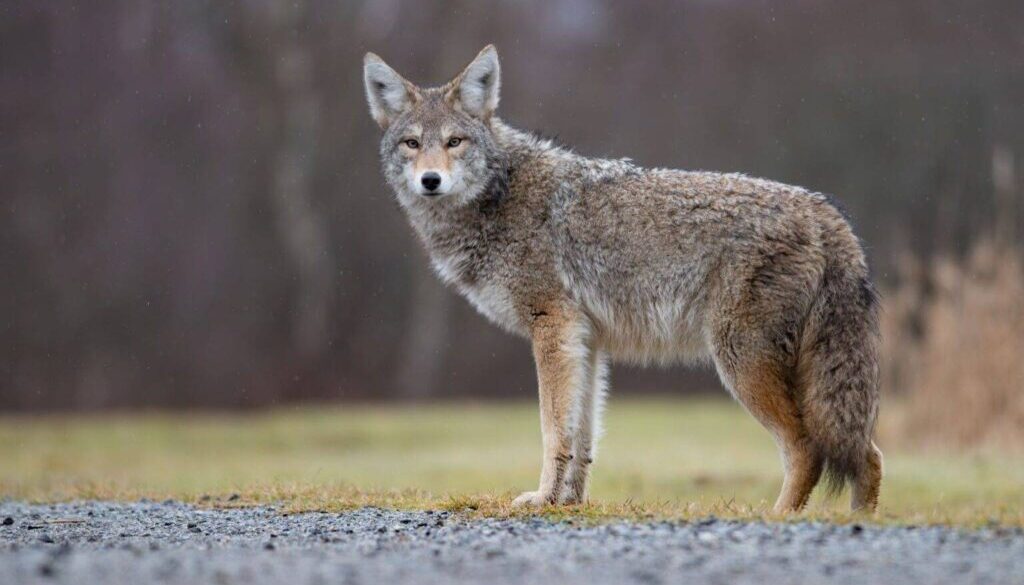 Coyote stock image