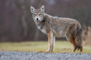 Coyote stock image