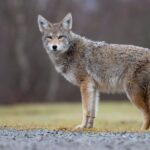 Coyote from Uwharrie National Forest tests positive for rabies
