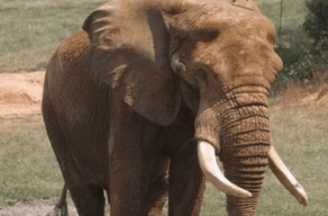 Elephant c sar photo