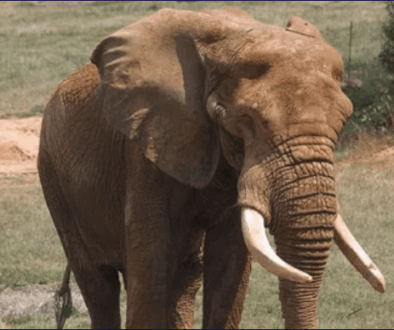 Elephant c sar photo